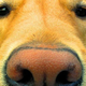 Illustration for article titled Do animals feel guilt?